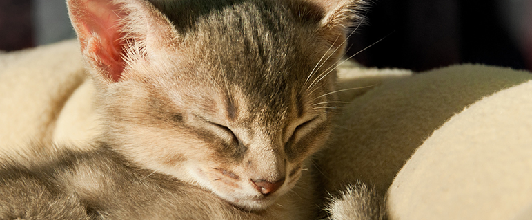 Kitten.png